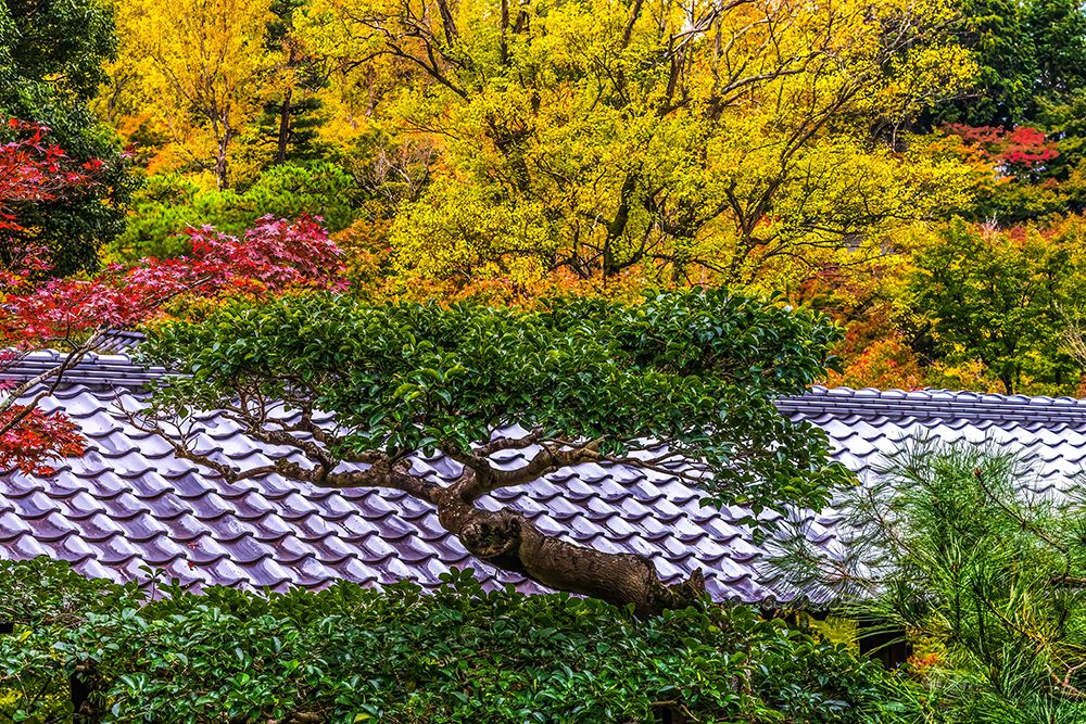 Colorful foliage, Tofuku-ji Buddhist temple, Kyoto, Japan. Famous for its autumn leaves.